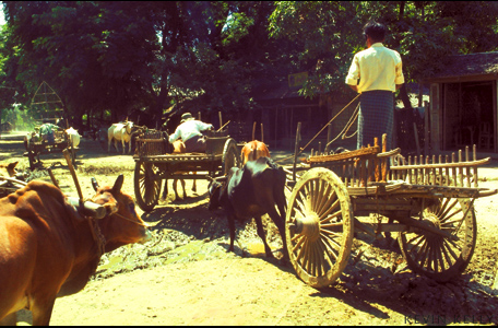 Ox carts, Pagan