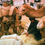 Camels at Caravanasi