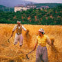 Barley harvesters