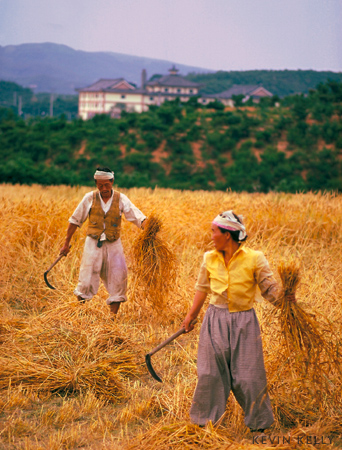 Barley harvesters