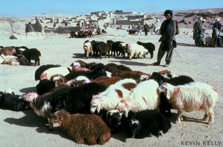 Sheep Market