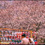Cherry Blossom vendor, Osaka