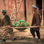 Melon growers